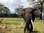 Serengeti National Park safari maatwerk reizen olifanten