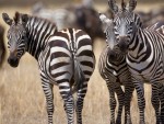 Serengeti National Park safari maatwerk reizen zebra's