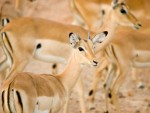 Serengeti National Park safari maatwerk reizen 