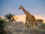 Serengeti National Park safari maatwerk reizen