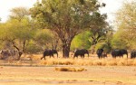 Tanzania Serengeti safari olifanten