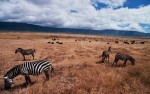 Tanzania Ngorongoro safari zebra's