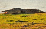 Tanzania safari krokodil
