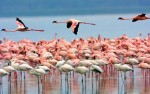 Tanzania Serengeti Flamingo