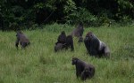 Bwindi, Gorilla