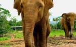Olifantenweeshuis, Pinnawela, Sri lanka