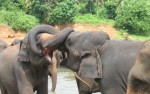 Olifantenweeshuis, Pinnawela, Sri lanka