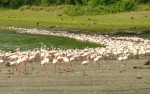 lake Manyara, Flamingo's