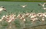 lake Manyara, Flamingo's