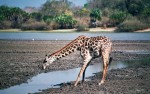 Selous game reserve, giraffe