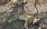 Selous game reserve, lions