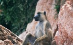 Selous game reserve, baviaan