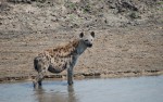 Hyena Katavi