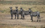 Zebra's Katavi